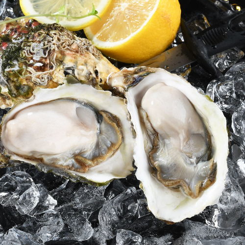 新鮮現(xiàn)撈鮮活生蠔牡蠣帶殼大海蠣子非乳山海鮮水產貝類批發(fā)3 5斤