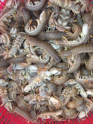 皮皮蝦鮮活熟凍蝦婆子瀨尿蝦應季海鮮批發(fā)蝦爬琵琶蝦蝦菇